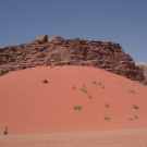 photo of red sand dune'